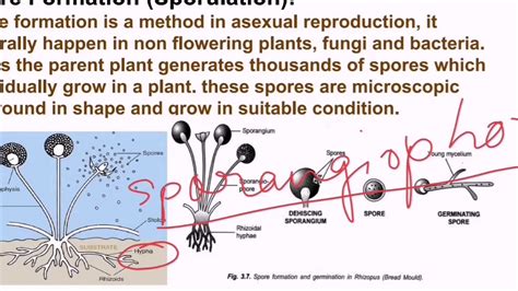 Spore formation - serrechi