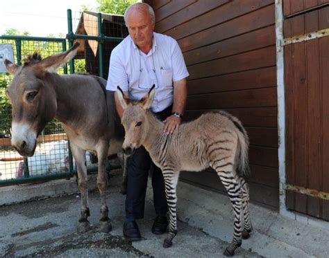 Zonkey, Wholphin, Liger, Tigon: Fascinating Animal Hybrids [PHOTOS