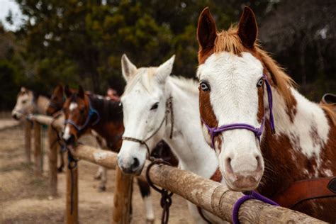 7 Best Farms & Ranches for Horseback Riding Near Austin, TX | UrbanMatter Austin