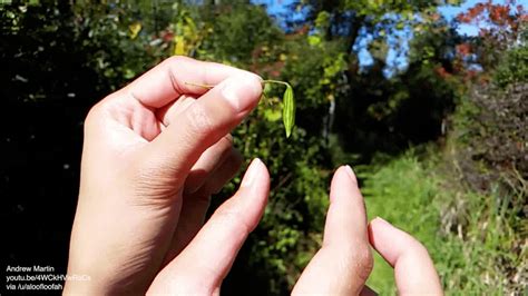 Touching an exploding seed pod : r/oddlysatisfying