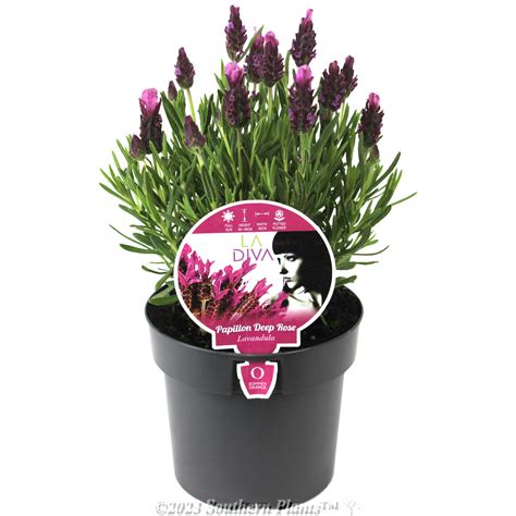 Lavender La Diva Series 140mm Southern Plants