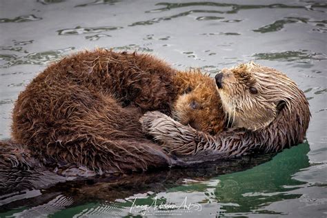 Resting Baby Sea Otter Photo Morro Bay Sea Otters Sea Otter