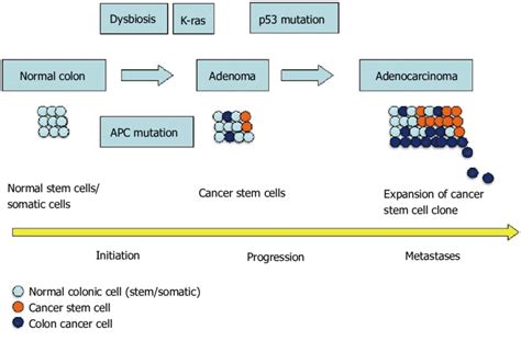 Cancer Stem Cells During Development And Progression Of Colorectal Download Scientific Diagram