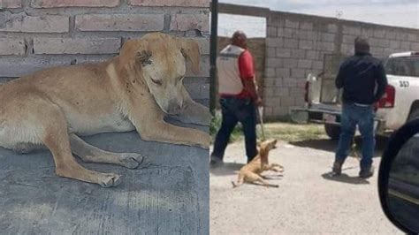 Cinco casos de maltrato animal que estremecieron a México y que exigen