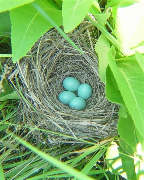 David's Photo Gallery NESTS A-L / Dickcissel Nest with Eggs.JPG