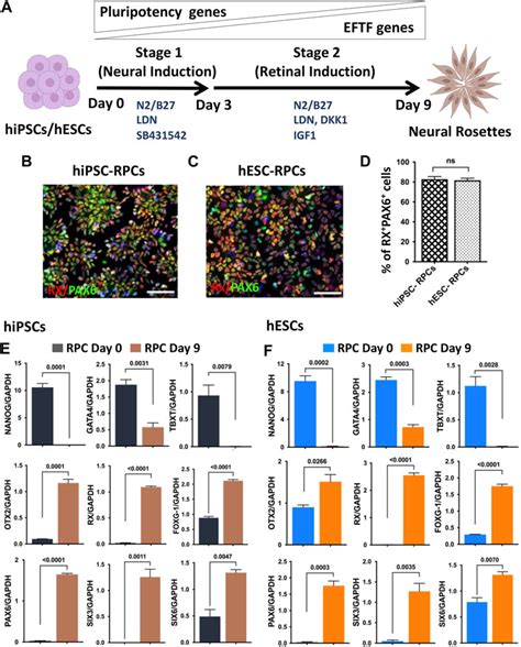 Frontiers Reproducible Generation Of Human Retinal Ganglion Cells