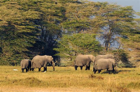 African Bush Elephants Loxodonta Africana Amboseli Nati Flickr