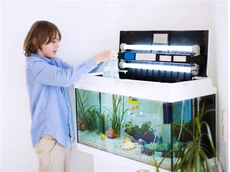 Do Aquarium Fish Need Light Or Can They Thrive Without It