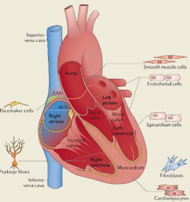 Lecture 16 Mechanisms Of Cardiac Regeneration Flashcards Quizlet