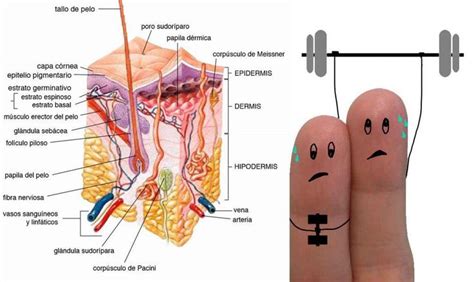 Dermatoma qué es tipos y significado clínico Screwdriver