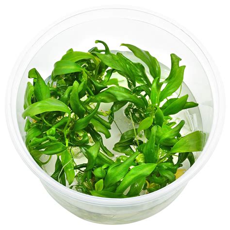 Anubias Barteri Var Glabra Minima In Vitro Xl Aquasabi