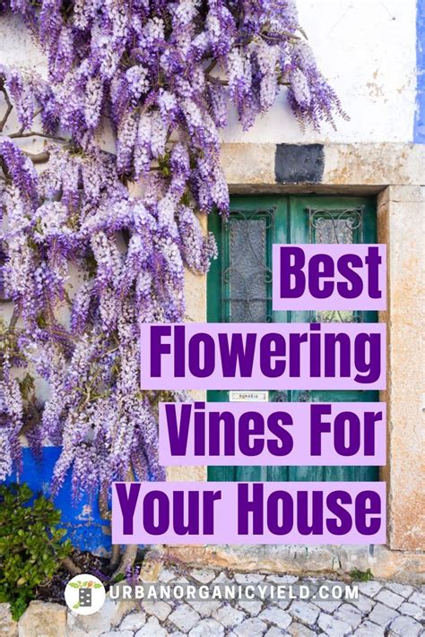 17 Gorgeous Flowering Vines That Grow In Shady Areas Artofit