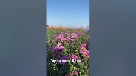 Хризантема Гарри хоек Дарк - YouTube