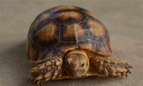 What Is a Turtle Shell Made of, and Why Does It Shed? | BeChewy