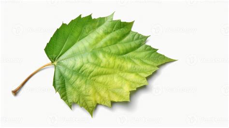 Green birch tree leaf isolated on white background. 22590754 Stock Photo at Vecteezy