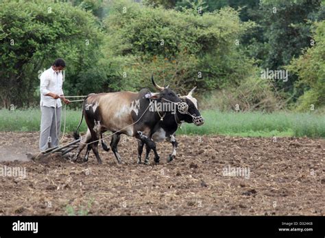 Farmer Ploughing Field Bullocks Hi Res Stock Photography And Images Alamy