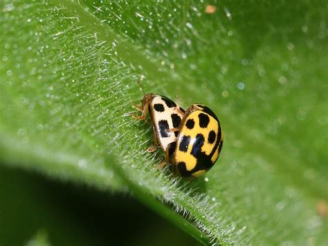 Propylea Quattuordecimpunctata Spot Ladybird Coccinelli Flickr