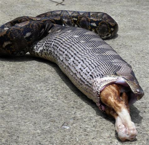 Python Verschlingt Frau In Indonesien Welt