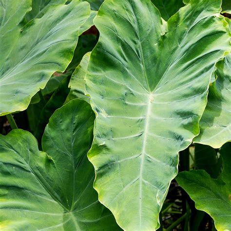 Mammoth Elephant Ear In Plant Blub Colocasia Esculenta Etsy