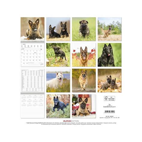 Calendrier Chien Berger