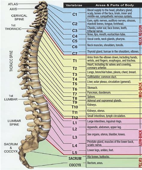 Spine anatomy anatomy of the human spine – Artofit