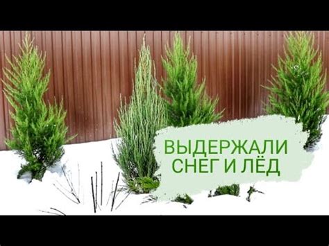 МОЖЖЕВЕЛОВЫЕ ВЕТКИ ВЫДЕРЖАЛИ ПЕРВЫЙ СНЕГ И ЛЁД. 13.12.2023г. БЕЛАРУСЬ ...