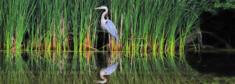 Great Blue Heron Reeds Panoramic Photography