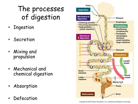 Ppt The Digestive System Powerpoint Presentation Free Download Id 473810