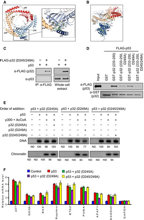 Effects Of P32 Mutations On P32 P53 Interaction A Model Of Trimeric