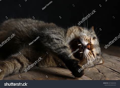 Naked Fangs Cat During Yawning Stock Photo 2015604320 Shutterstock