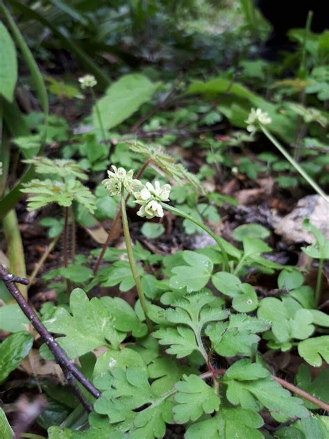 Adoxa Moschatelina Adoxaceae Uk Trifoliate Herbs