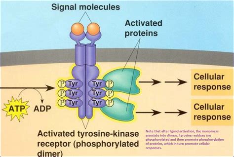 Tyrosine Kinase Structure