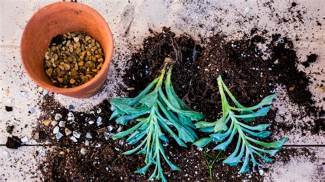 Cose Da Sapere Per Far Fiorire Un Albero Di Giada Pianta Succulenta