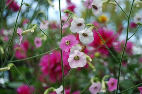 nicotiana mutabilis | Deborah Silver & Co.