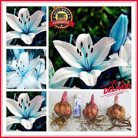 Planting Lily Bulbs - KGarden Plant