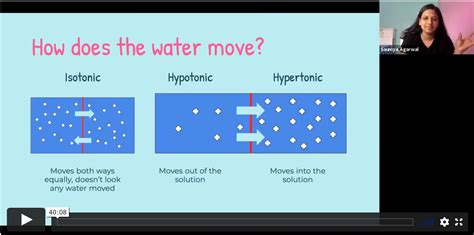 Osmosis How Water Moves Synchrony Careers