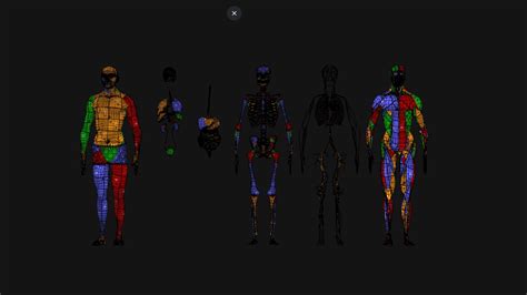 Animated Full Human Body Anatomy 3d Turbosquid 2218229