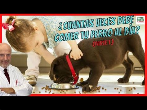 Cuantos Sobres De Pedigree Debe Comer Un Perro Electricidad Pedreras