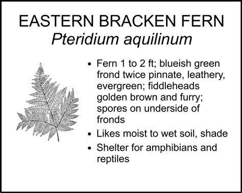 EASTERN BRACKEN FERN - Smart Garden Signs