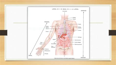 TERMINOLOGÍA ANATÓMICA BÁSICA PARA ESTUDIANTES pptx PPT