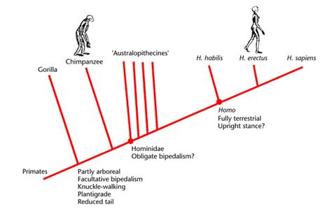 Bipedalism Evolution