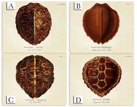 Turtle Shell Art Turtle Shell Print Tortoise Shell