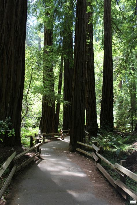 Muir Woods California Caravan Sonnet