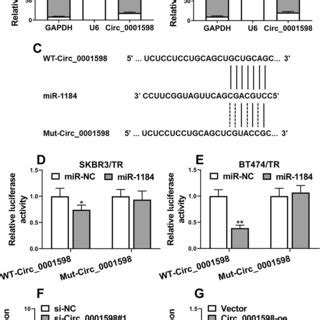 Silence Of Circ 0001598 Sensitized Trastuzumab Resistant Breast Cancer