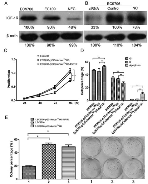 Biological Function Of Igf 1r In The Escc Cell Lines A Igf 1r