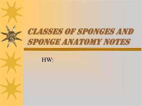 PPT - classes of sponges and sponge anatomy notes PowerPoint ...