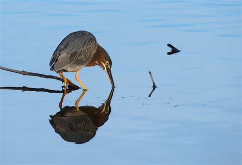 Heron Vert2 0044 Josee Normandeau Flickr