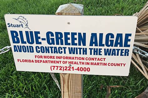 The Slow Death Of Lake Okeechobee And The Rise Of Toxic Blue Green