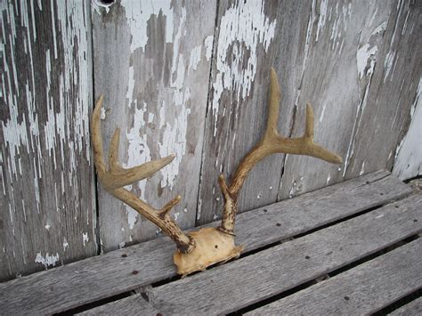 Whitetail Buck Antlers 8 Point 4 X 4 Genuine Deer Horns