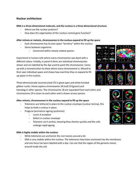 Biol Melanie Module Nuclear Architecture Dna Is A Three
